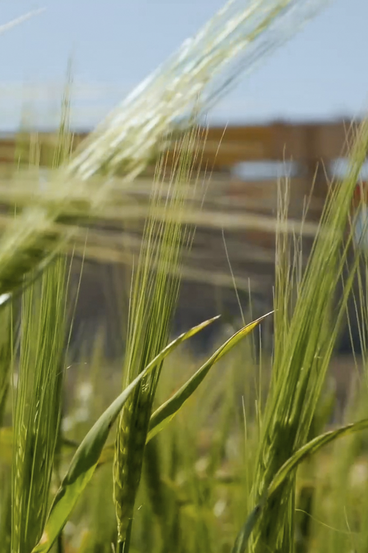 Fotografía Campo - Casa Campos